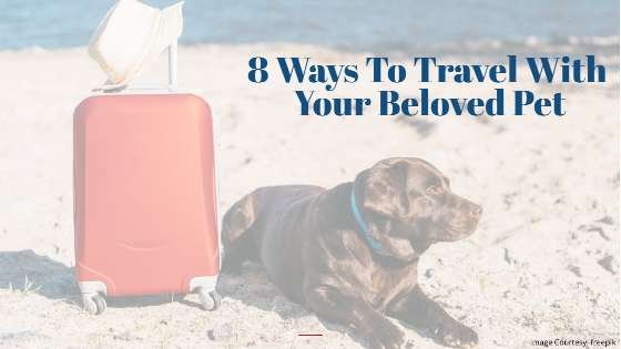 8 Ways To Travel With Your Beloved Pets